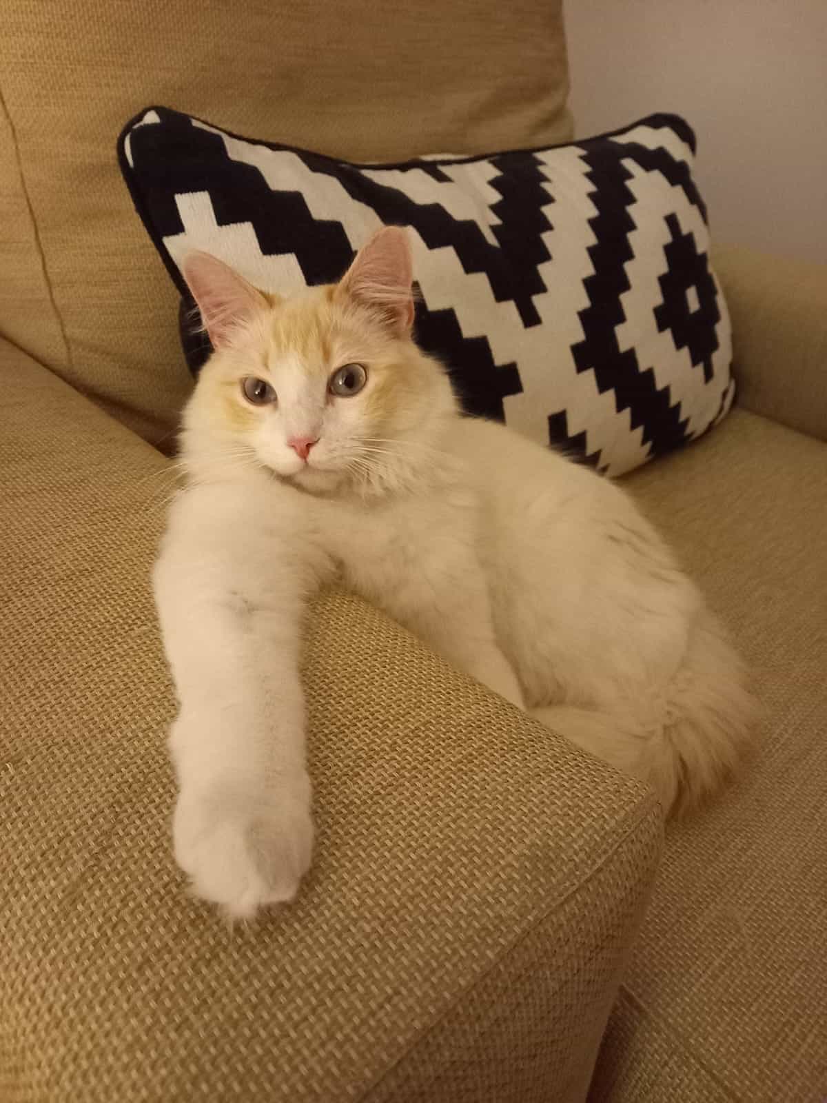 teddy silly